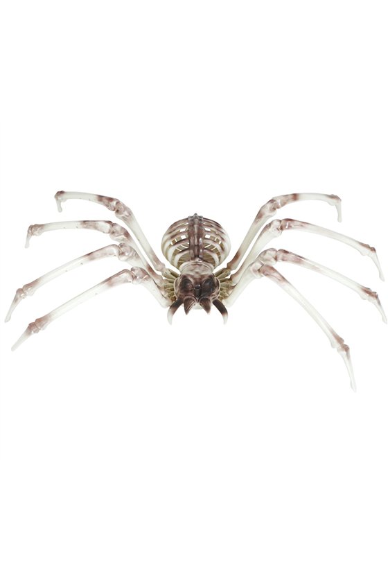 SPIDER SKELETON 85X35 CMS