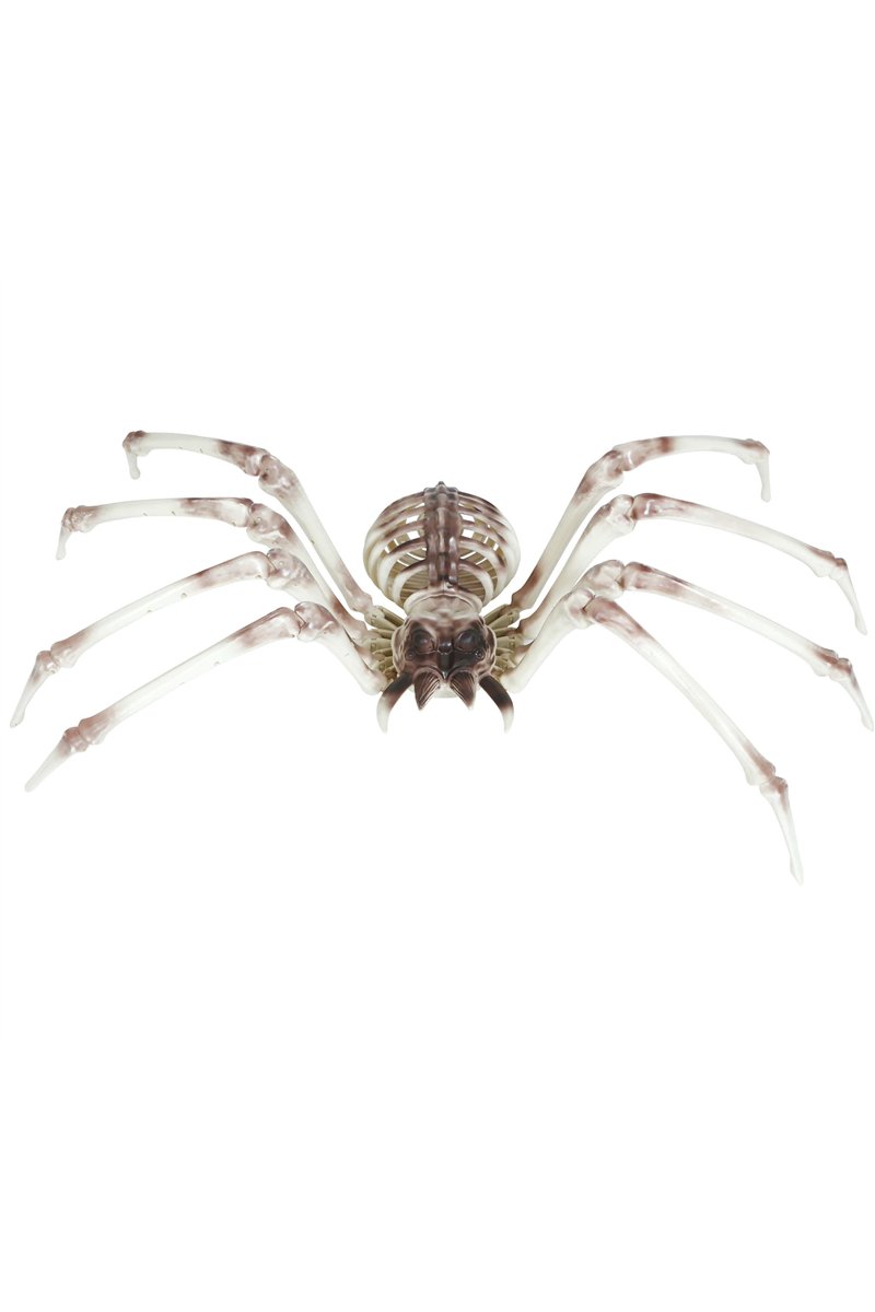 SPIDER SKELETON 85X35 CMS